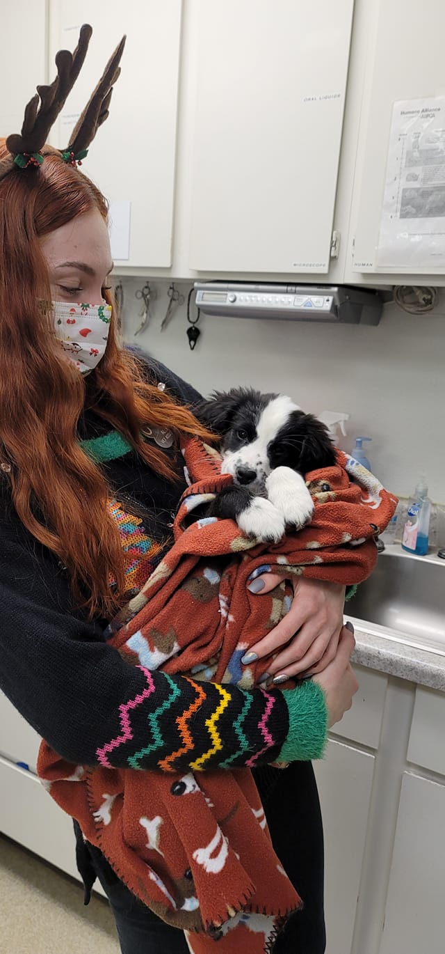 TLC Veterinary Clinic Olympia, WA