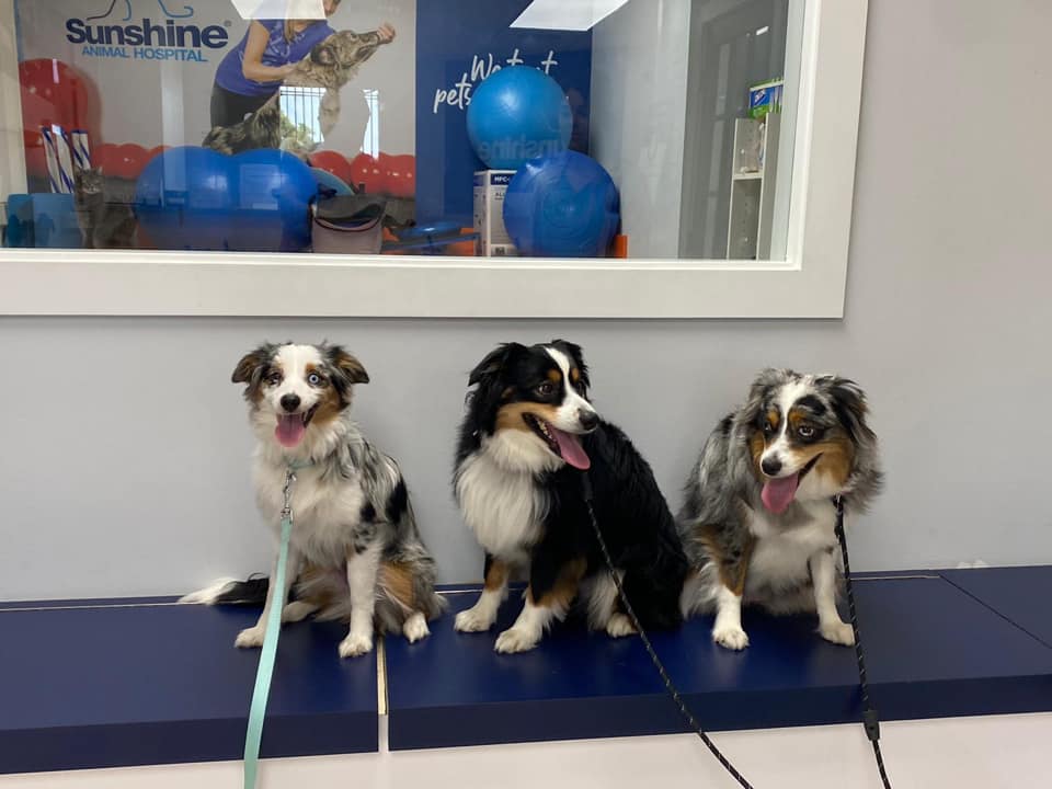 Sunshine Animal Hospital – Pembroke Pines, FL Sunshine Animal Hospital – Pembroke Pines, FL