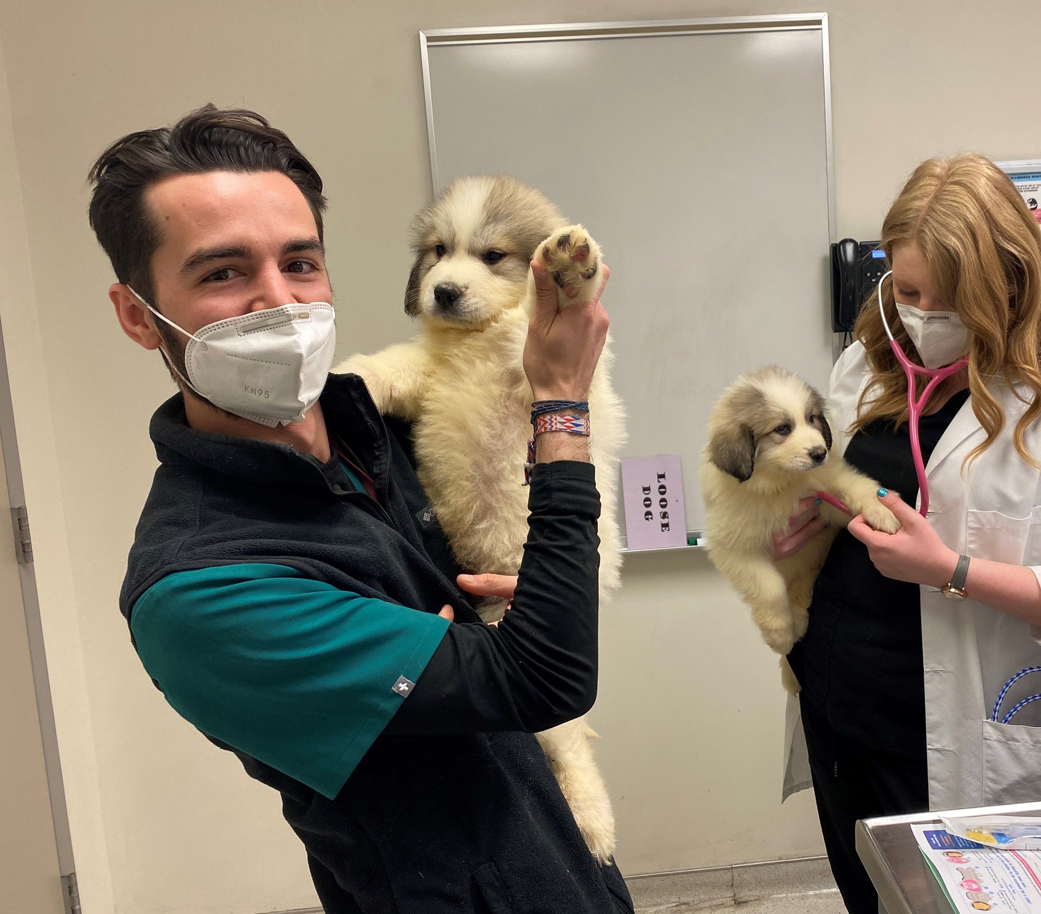 alpine animal hospital pullman
