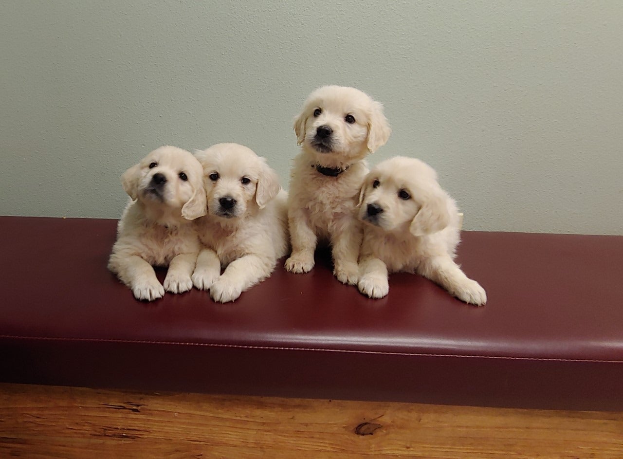 Jackson Highway Veterinarian Clinic Chehalis Wa