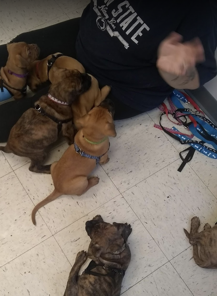 rogers pet supply