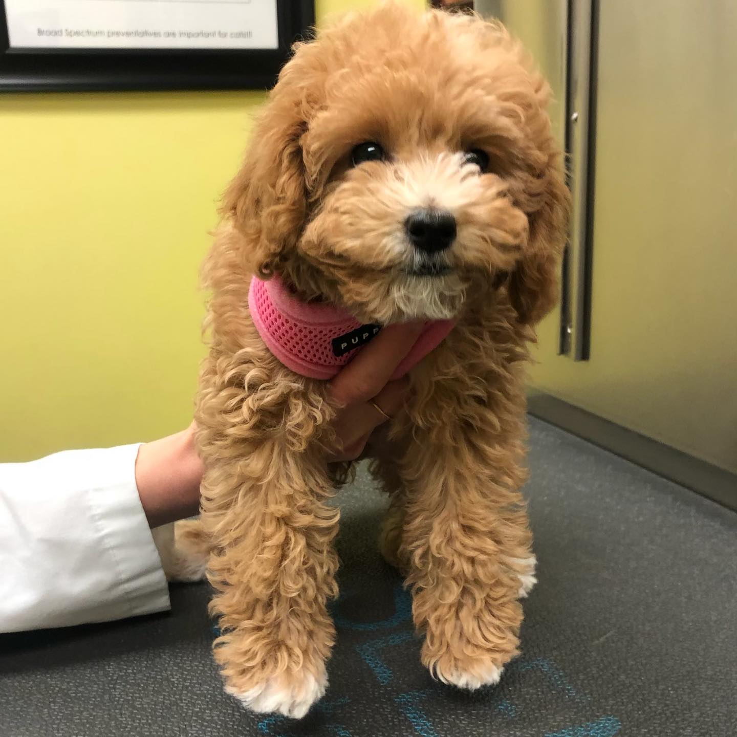 Ruckersville Animal Hospital Ruckersville, VA