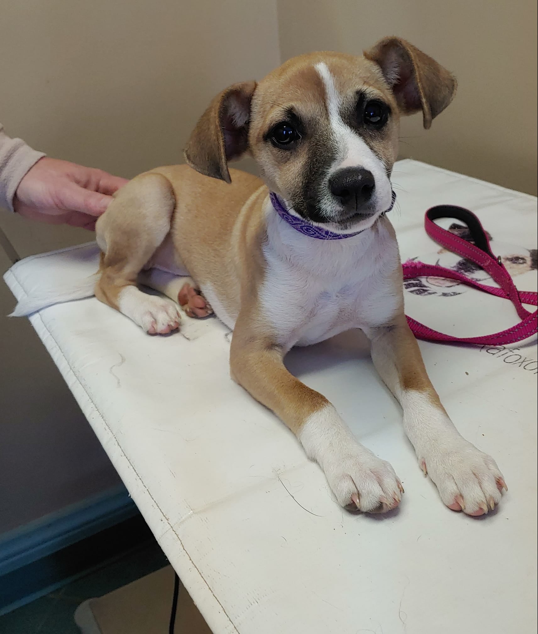 Get Pet Care Information and Find A Veterinarian Near You