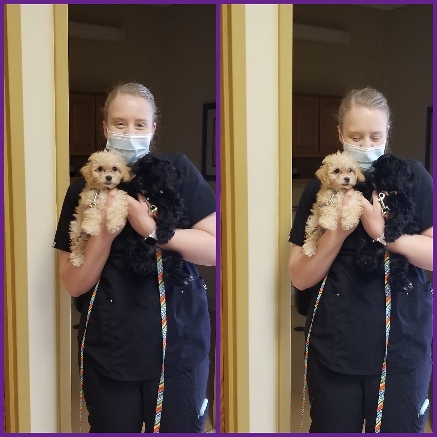 South Town Animal Hospital – South Elgin, IL South Town Animal Hospital – South Elgin, IL