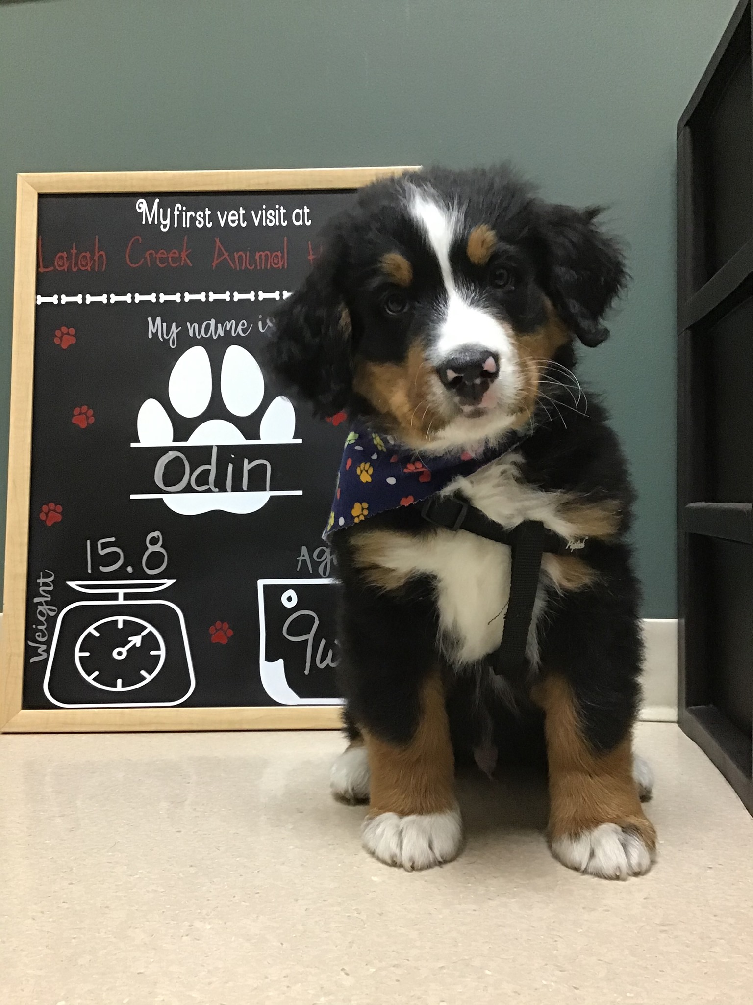 Latah Creek Animal Hospital – Spokane, WA