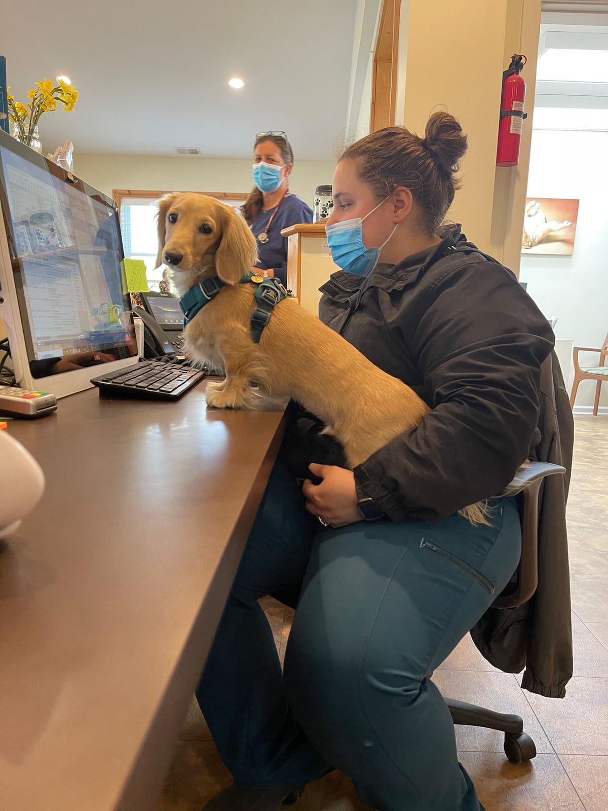 The Small Animal Clinic at Piedmont Equine – The Plains, VA The Small Animal Clinic at Piedmont Equine – The Plains, VA