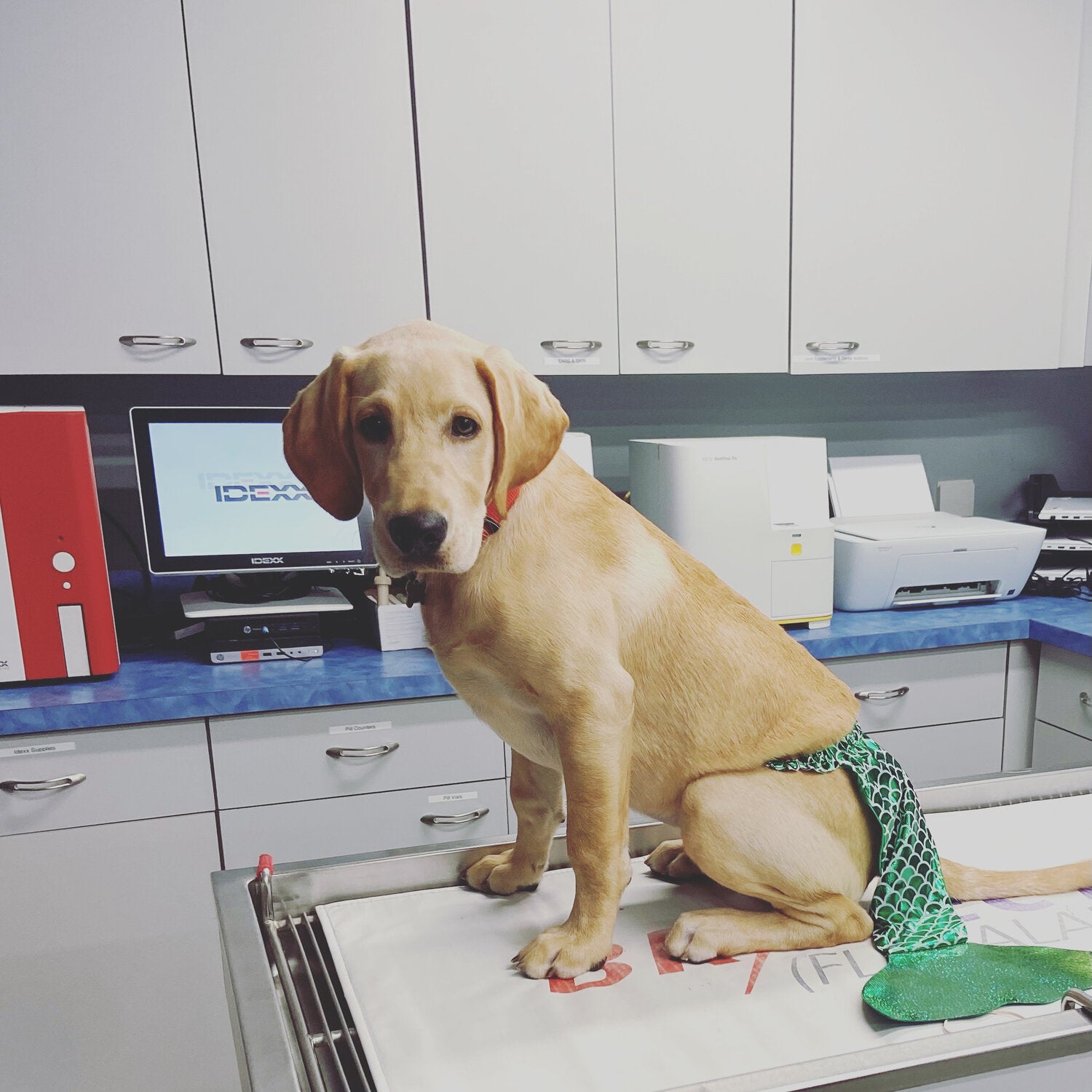 Get Pet Care Information and Find A Veterinarian Near You