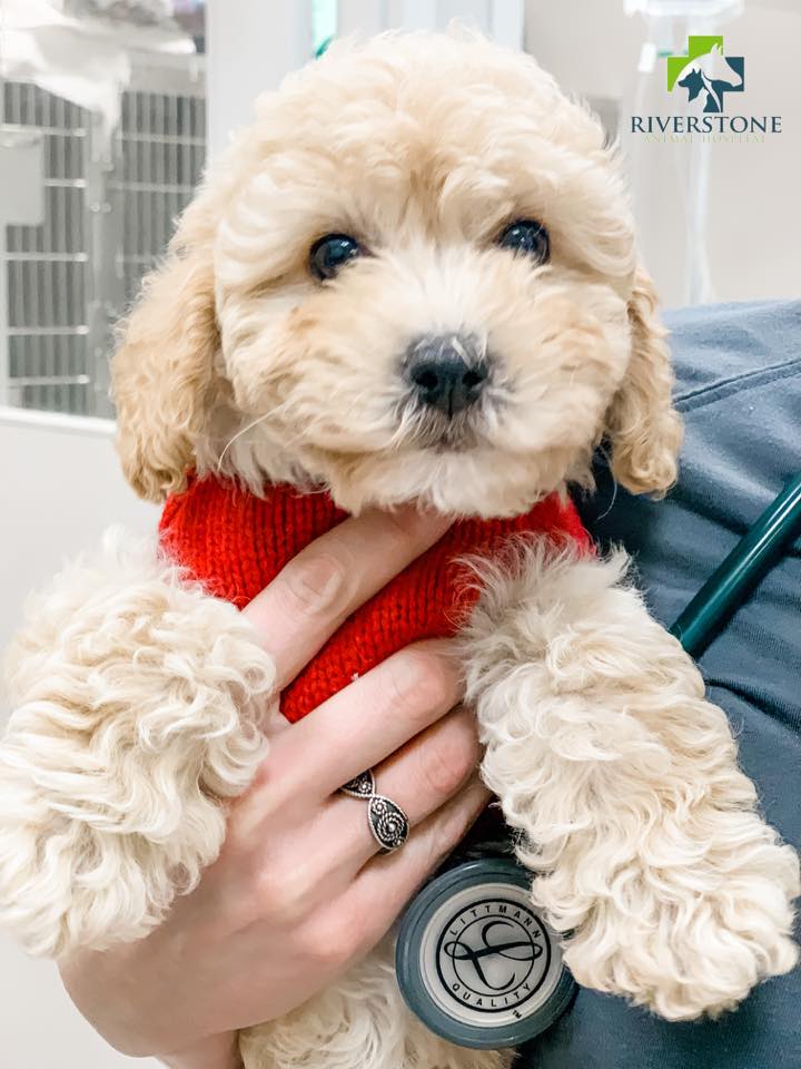 Riverstone Animal Hospital – Waterloo, IL Riverstone Animal Hospital – Waterloo, IL