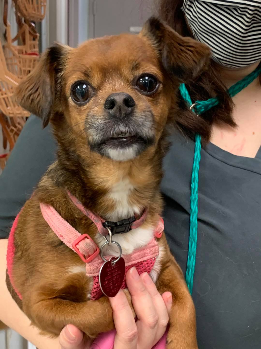 Find Pet Care Information and Veterinarians in Carriage-hill, Alabama Find Pet Care Information and Veterinarians in Carriage-hill, Alabama