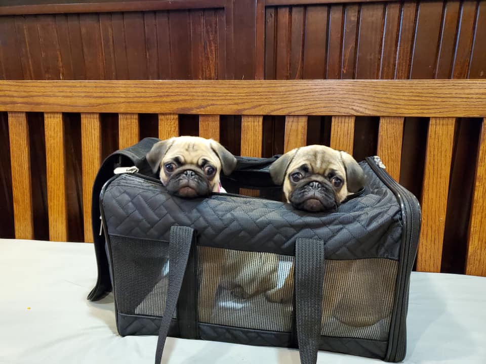 Find Pet Care Information and Veterinarians in Fulshear, Texas Find Pet Care Information and Veterinarians in Fulshear, Texas