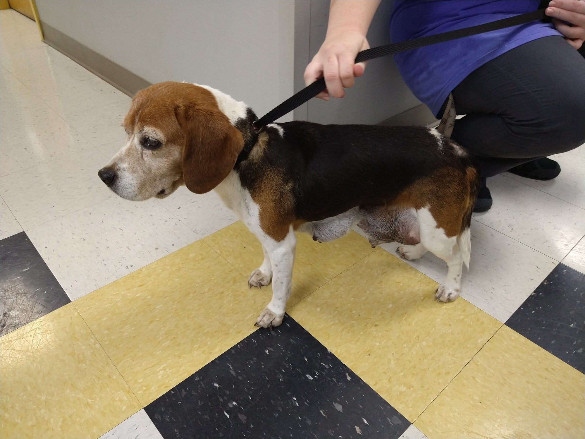 Caldwell Mill Animal Clinic Birmingham, AL