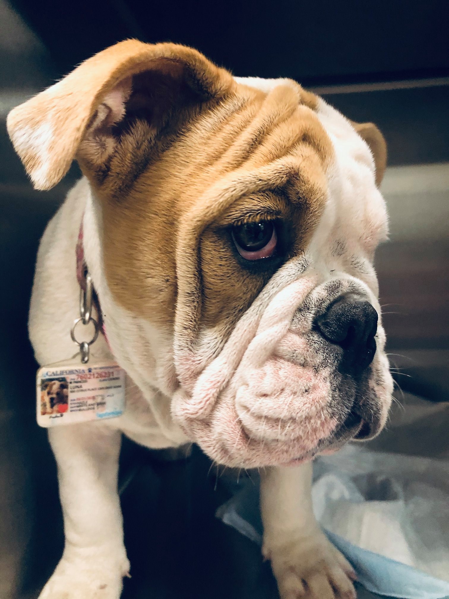 Mohnacky Animal Hospital of Escondido – Escondido, CA Mohnacky Animal Hospital of Escondido – Escondido, CA