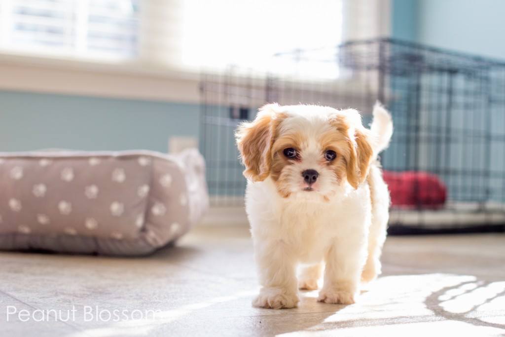 Bay Cities Animal Hospital Hayward Ca