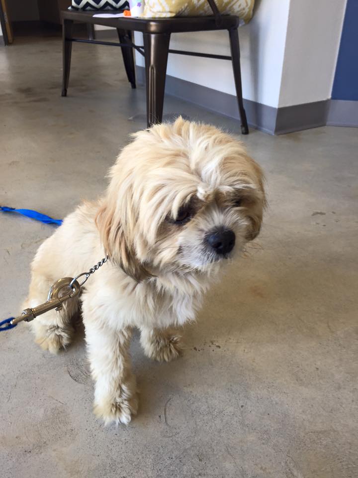 palos verdes animal hospital