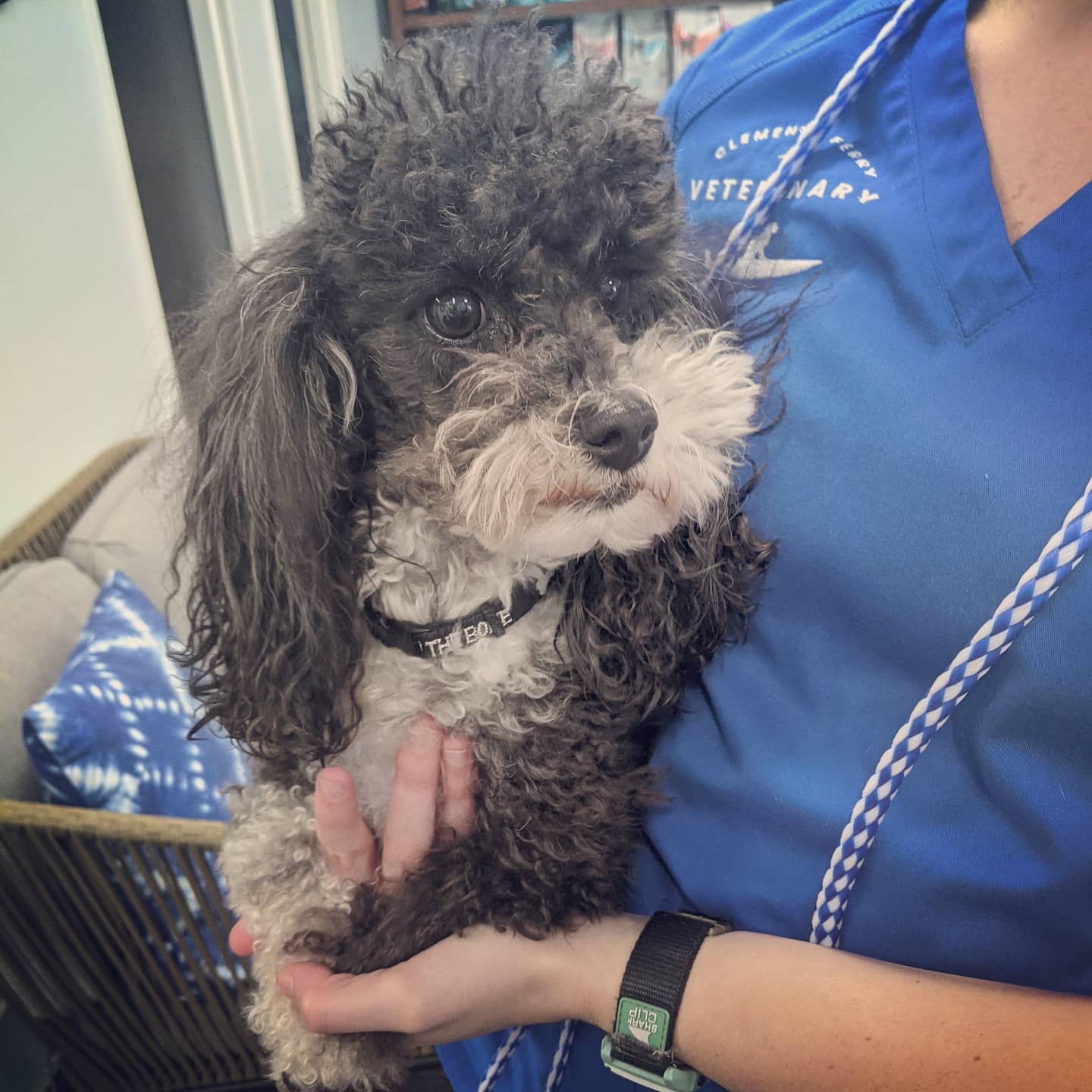 Clements Ferry Veterinary Charleston, SC
