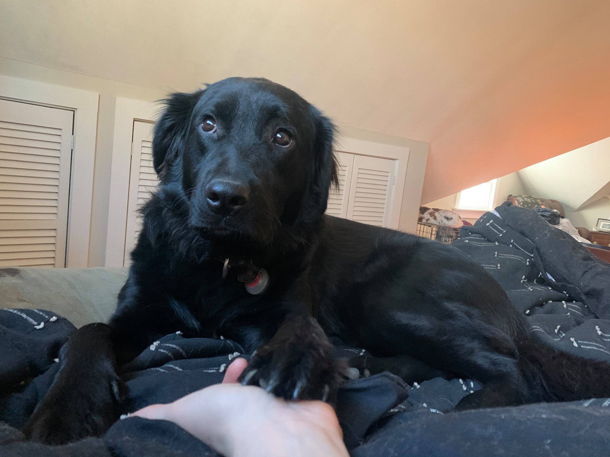 Pieper Olson Veterinary Hospital Middletown Ct 04 - h1dkygx