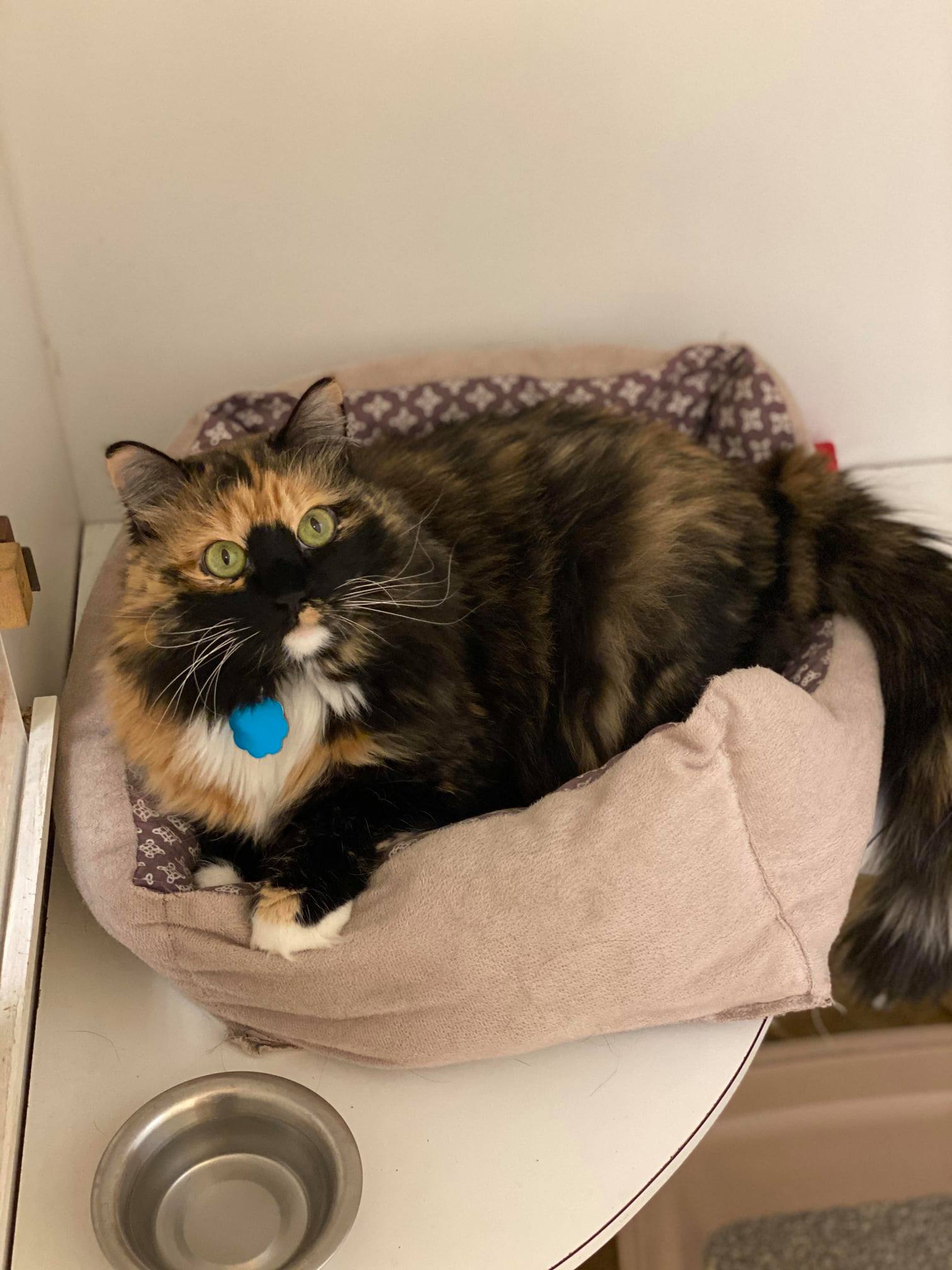 Find Pet Care Information and Veterinarians in Watauga, Texas Find Pet Care Information and Veterinarians in Watauga, Texas