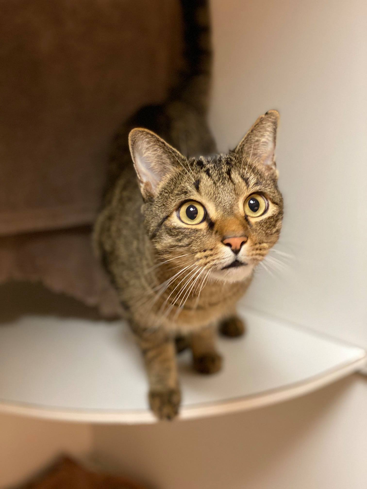 Find Pet Care Information and Veterinarians in Watauga, Texas Find Pet Care Information and Veterinarians in Watauga, Texas