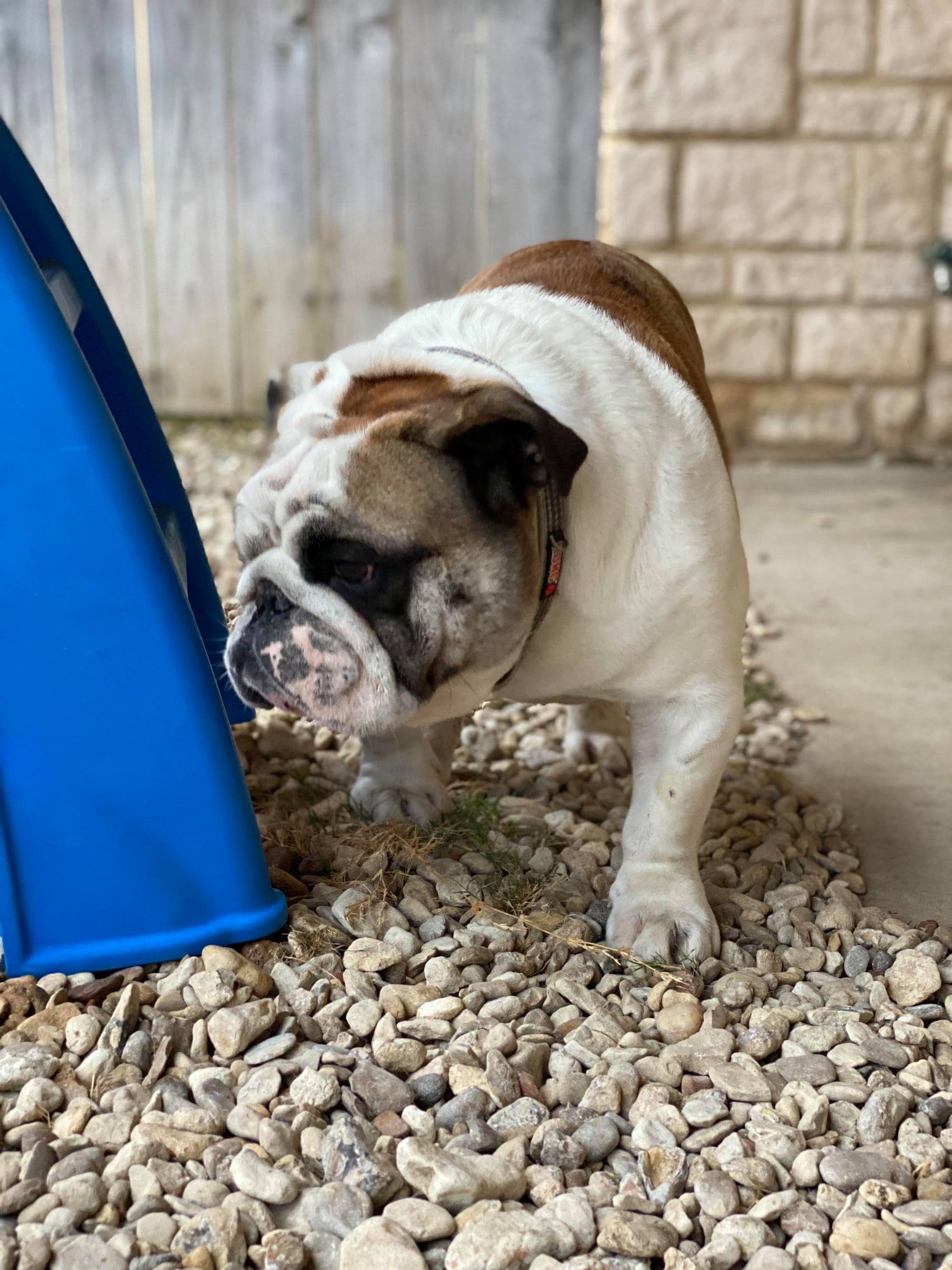 Find Pet Care Information and Veterinarians in Watauga, Texas Find Pet Care Information and Veterinarians in Watauga, Texas