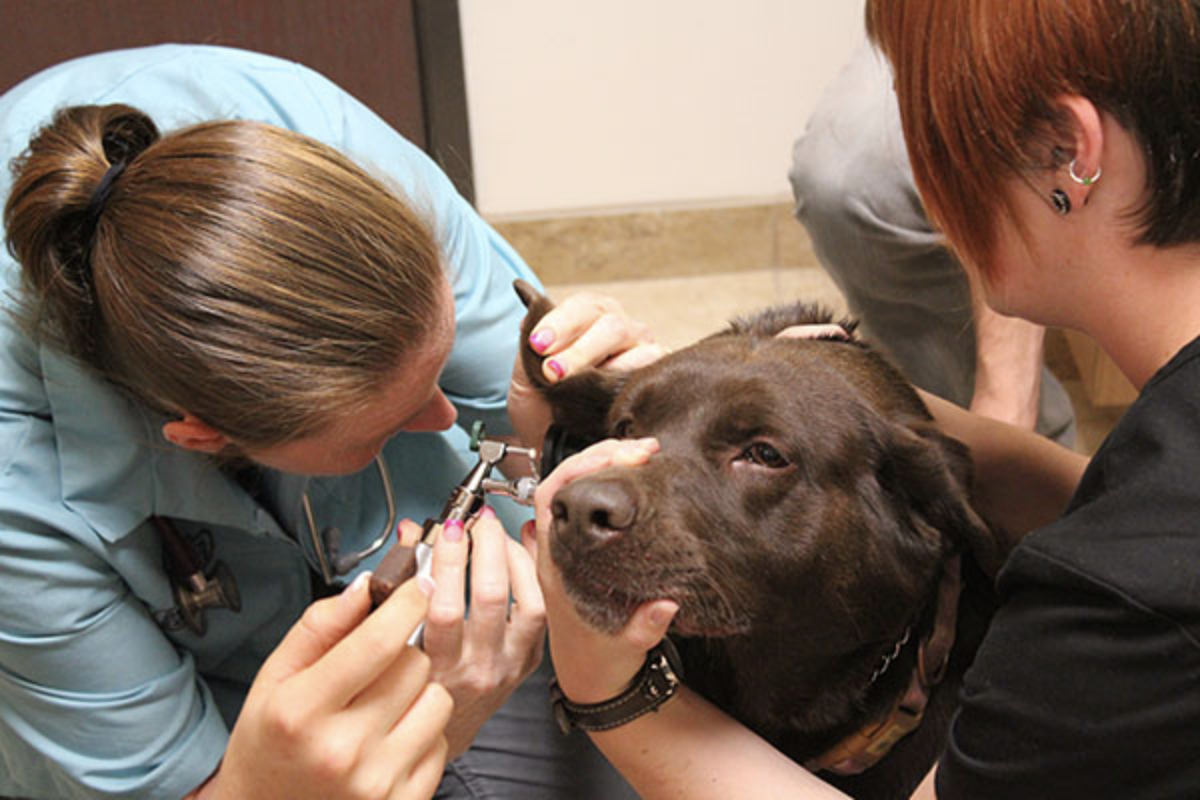 Damonte Ranch Animal Hospital Reno, NV