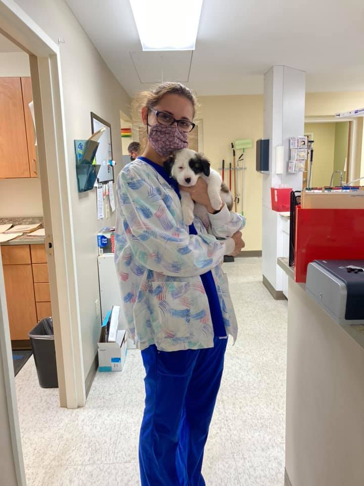 Dansville Animal Hospital Dansville, NY