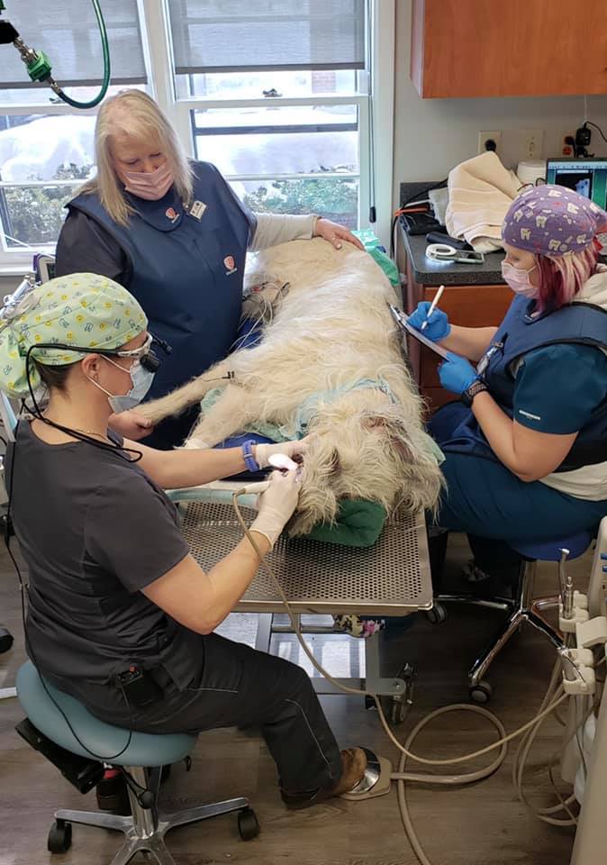 Veterinary Dentistry And Oral Surgery Of Ohio Columbus, OH