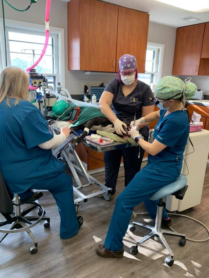 Veterinary Dentistry And Oral Surgery Of Ohio Columbus, OH