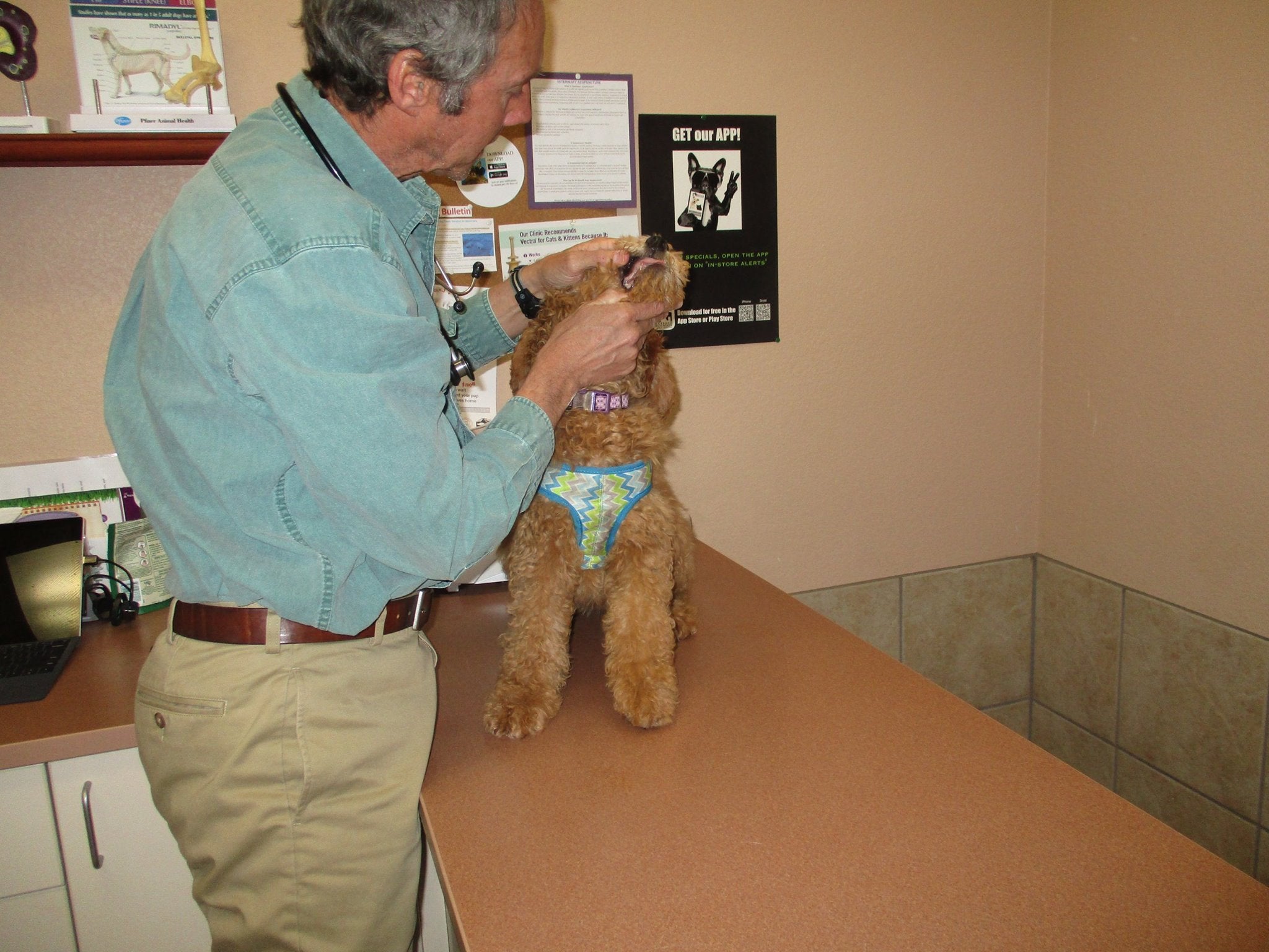 Get Pet Care Information and Find A Veterinarian Near You