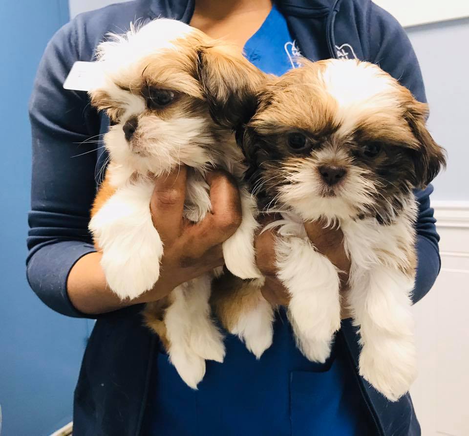 Dumfries Animal Hospital Dumfries, VA