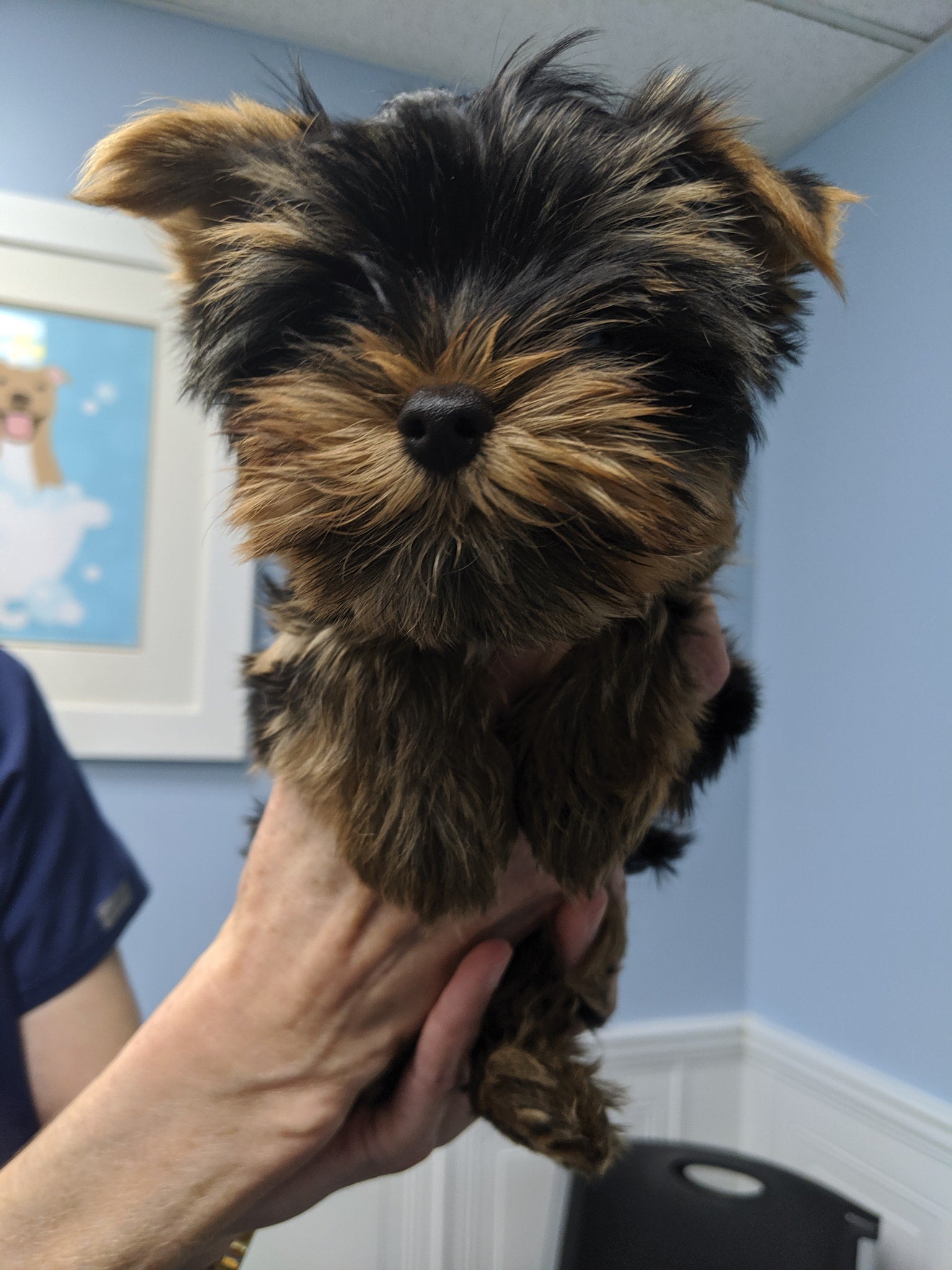 Dumfries Animal Hospital Dumfries, VA