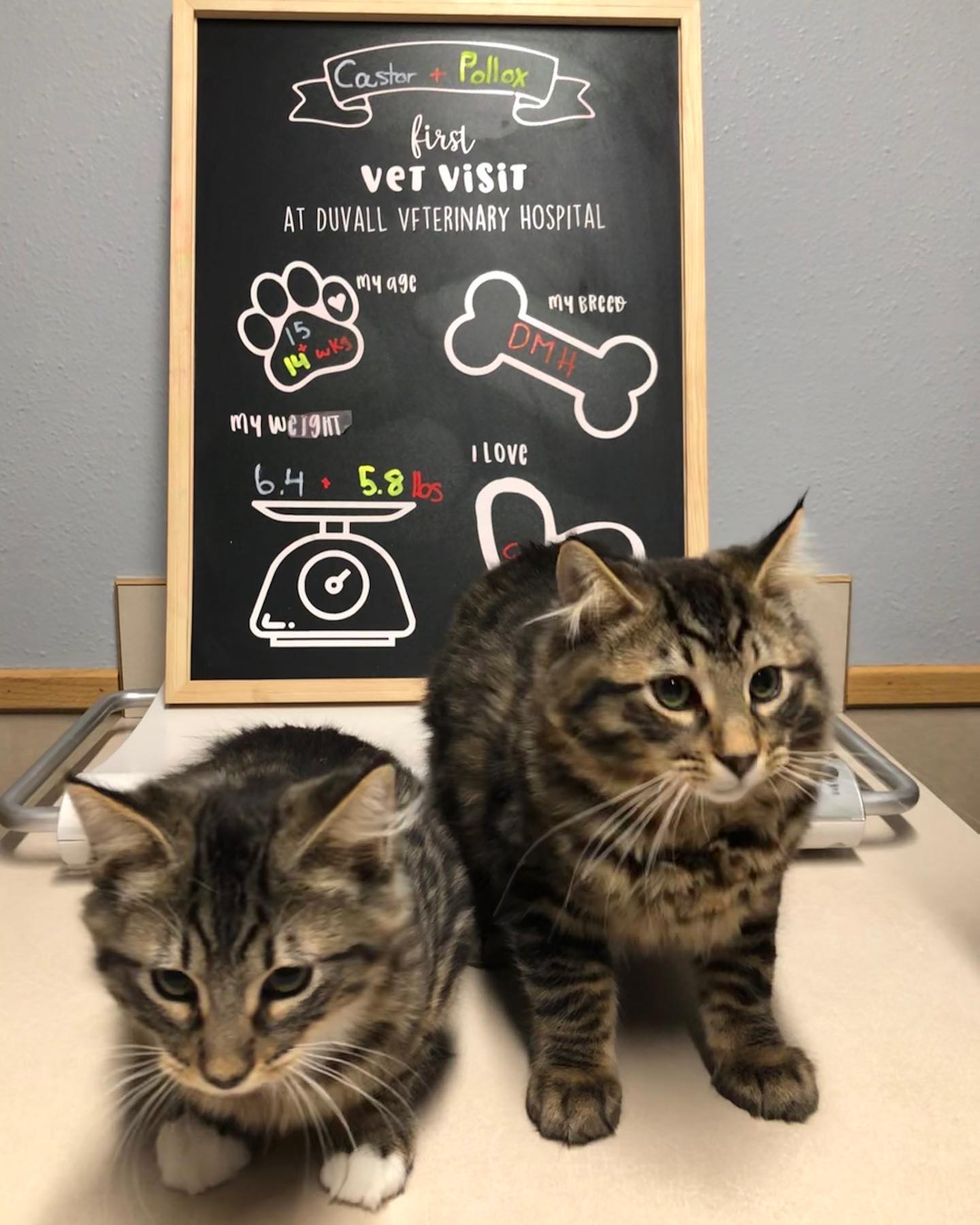 Duvall Veterinary Hospital – Duvall, WA Duvall Veterinary Hospital – Duvall, WA