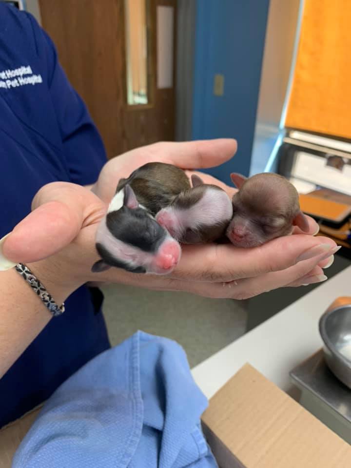 Find Pet Care Information and Veterinarians in Erie, Pennsylvania