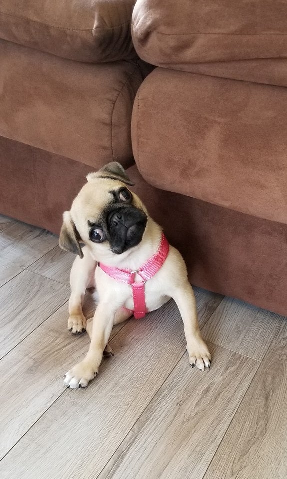 Find Pet Care Information and Veterinarians in Erie, Pennsylvania