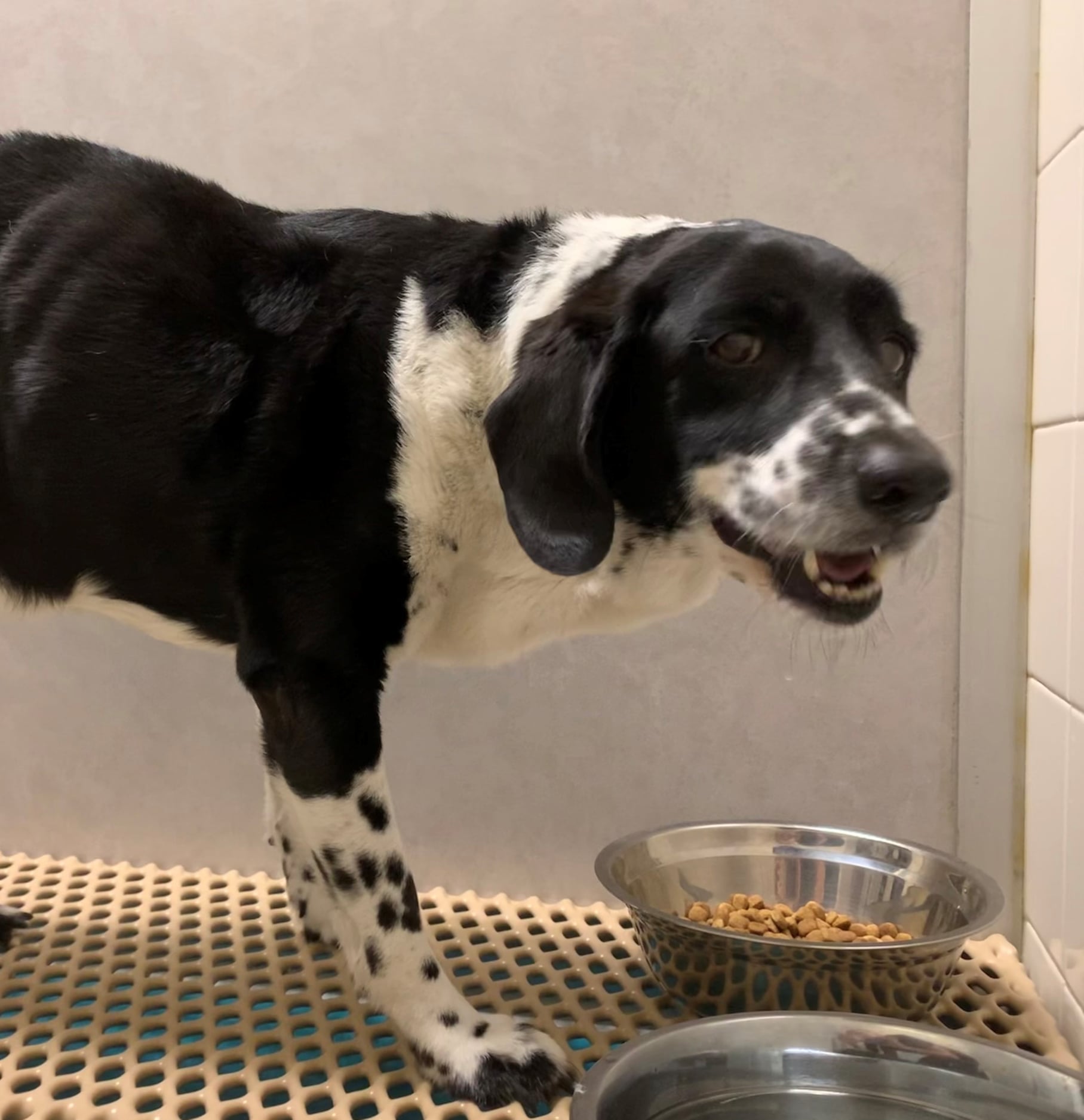 Find Pet Care Information and Veterinarians in Jupiter, Florida Find Pet Care Information and Veterinarians in Jupiter, Florida