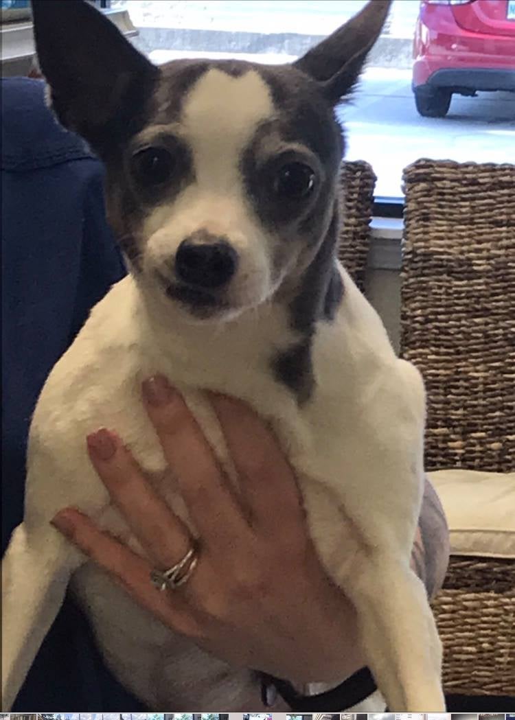 Find Pet Care Information and Veterinarians in Navarre, Florida