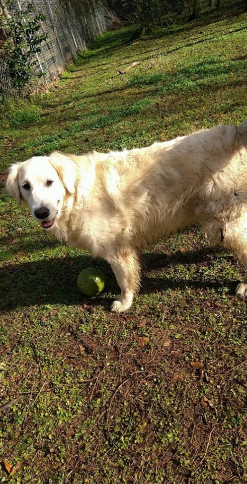 Find Pet Care Information and Veterinarians in Bridle-path-acres, Florida Find Pet Care Information and Veterinarians in Bridle-path-acres, Florida
