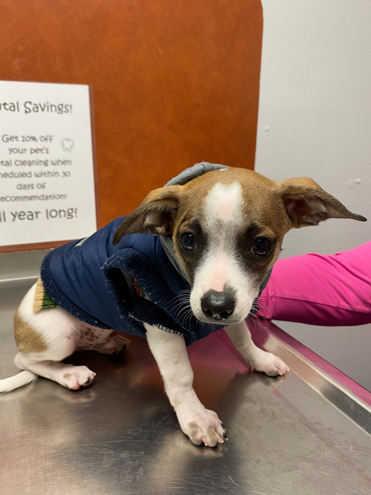 How Often Should You Wash Your Dog Rspca