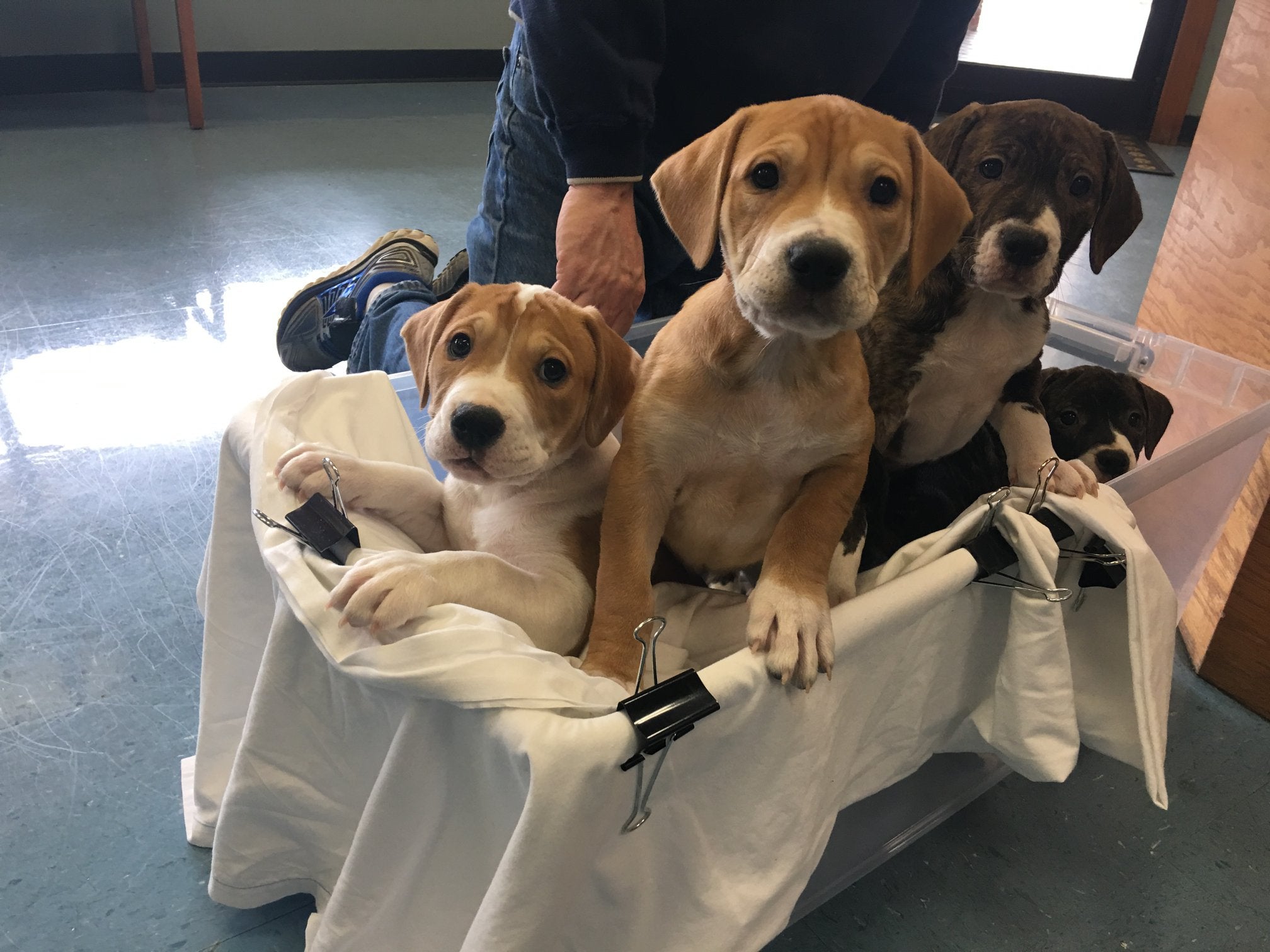 north main animal hospital alpharetta