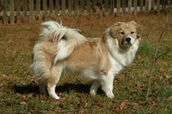 Chestnut Mountain Animal Hospital – Flowery Branch, GA Chestnut Mountain Animal Hospital – Flowery Branch, GA