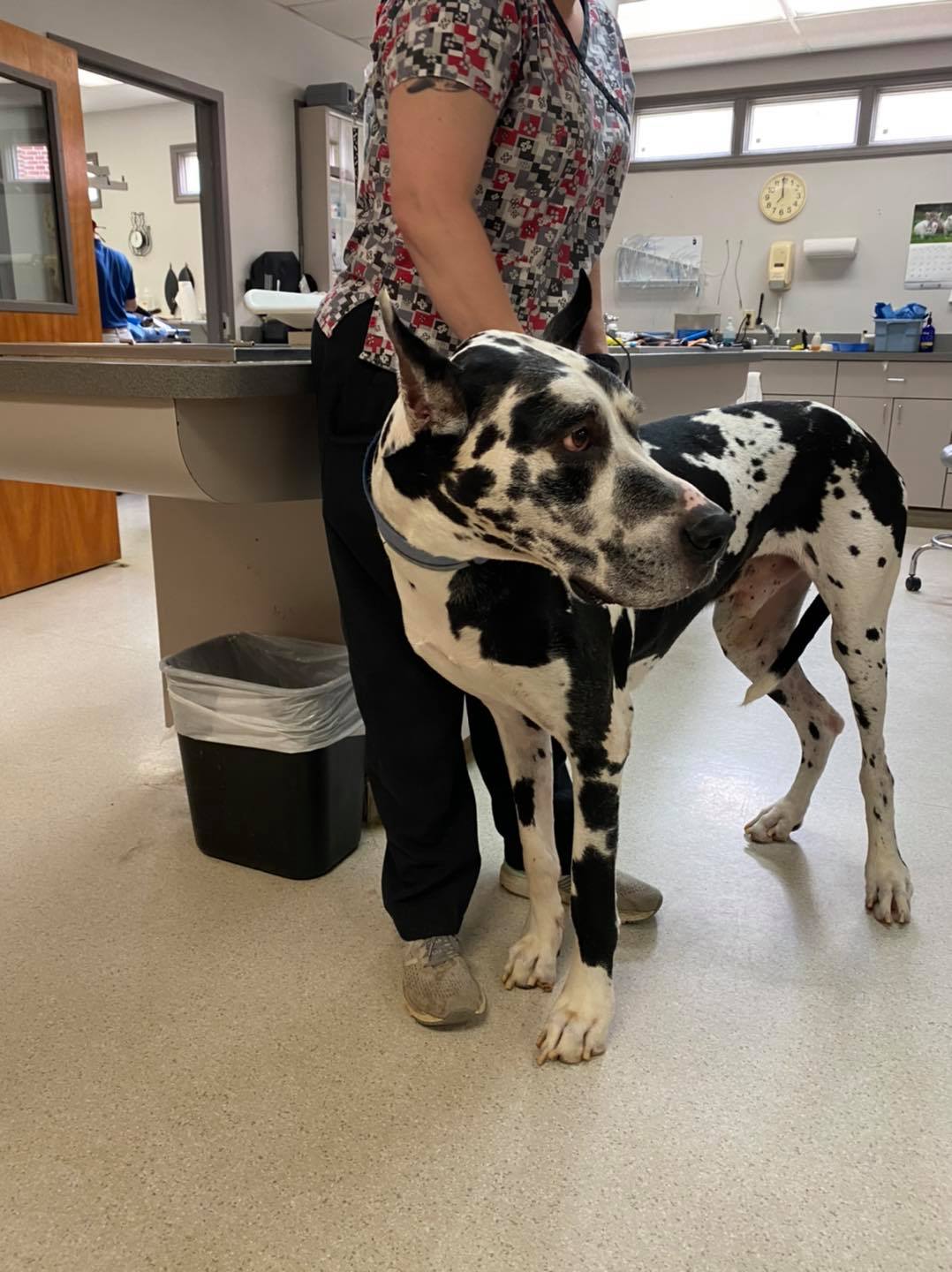 Animal Care Hospital – Lawrenceville, GA Animal Care Hospital – Lawrenceville, GA