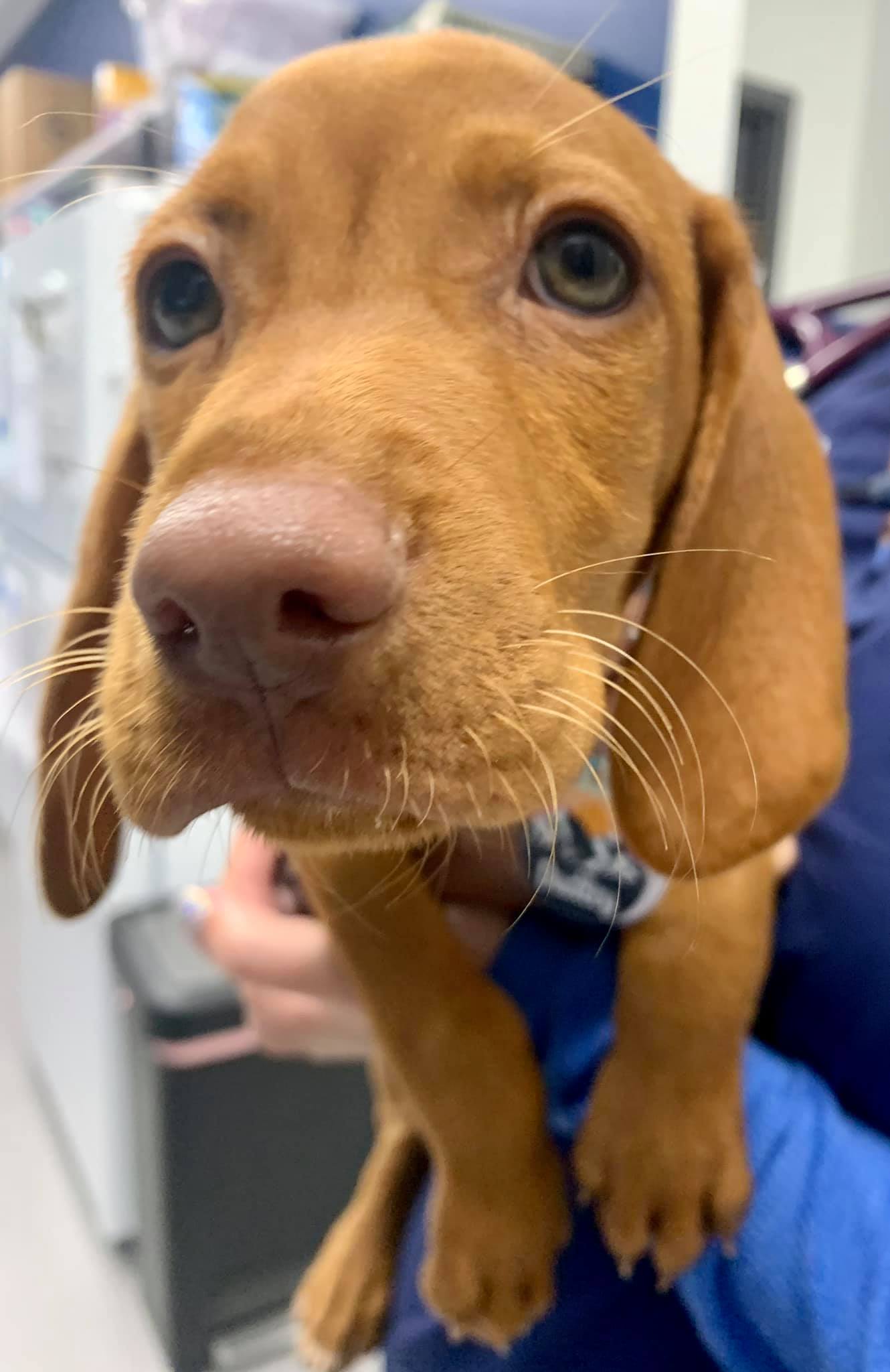 Herndon Animal Medical Center – Herndon, VA Herndon Animal Medical Center – Herndon, VA