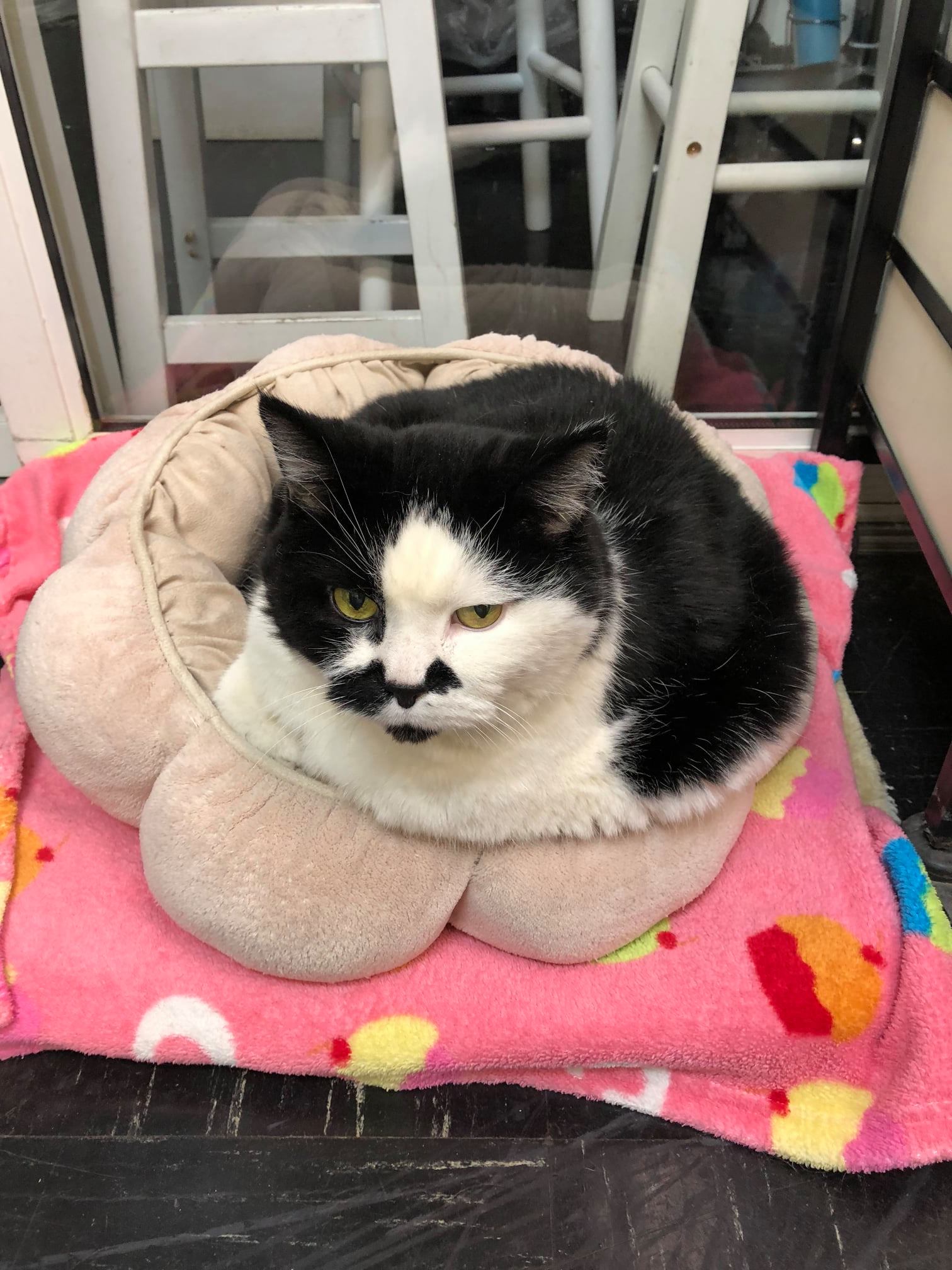 Find Pet Care Information and Veterinarians in Oak-park, Illinois Find Pet Care Information and Veterinarians in Oak-park, Illinois