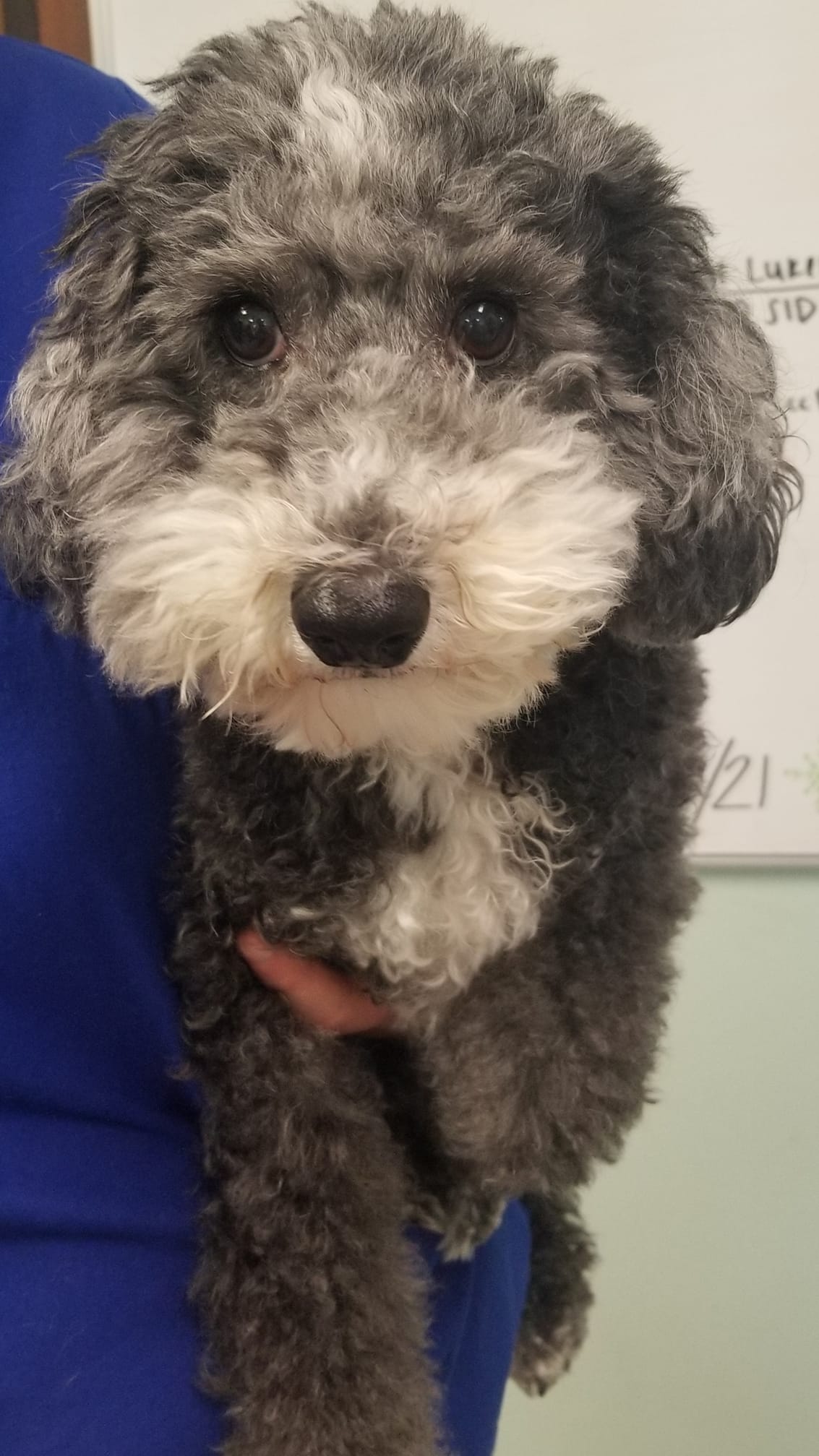 Crown Point Animal Hospital – Crown Point, IN Crown Point Animal Hospital – Crown Point, IN