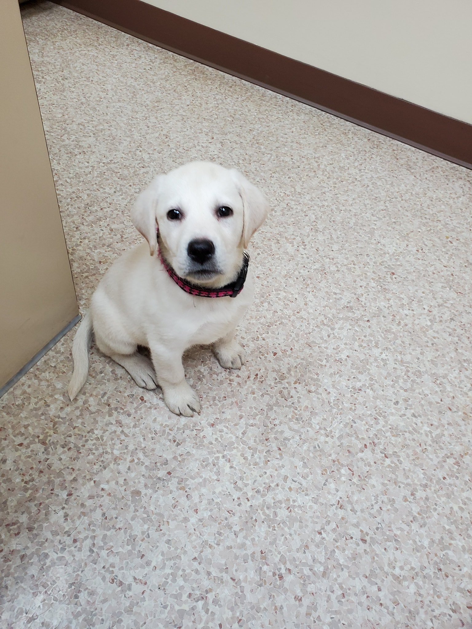 Animal Hospital of Richmond – Richmond, IN Animal Hospital of Richmond – Richmond, IN