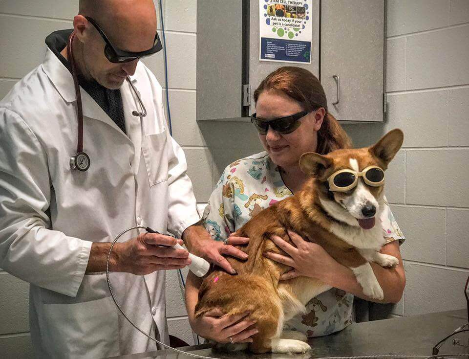 Find Pet Care Information and Veterinarians in Bracktown, Kentucky