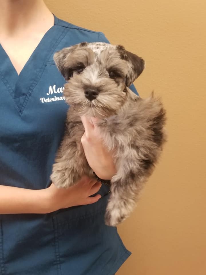 Find Pet Care Information and Veterinarians in Houma, Louisiana