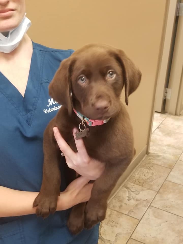 Find Pet Care Information and Veterinarians in Houma, Louisiana