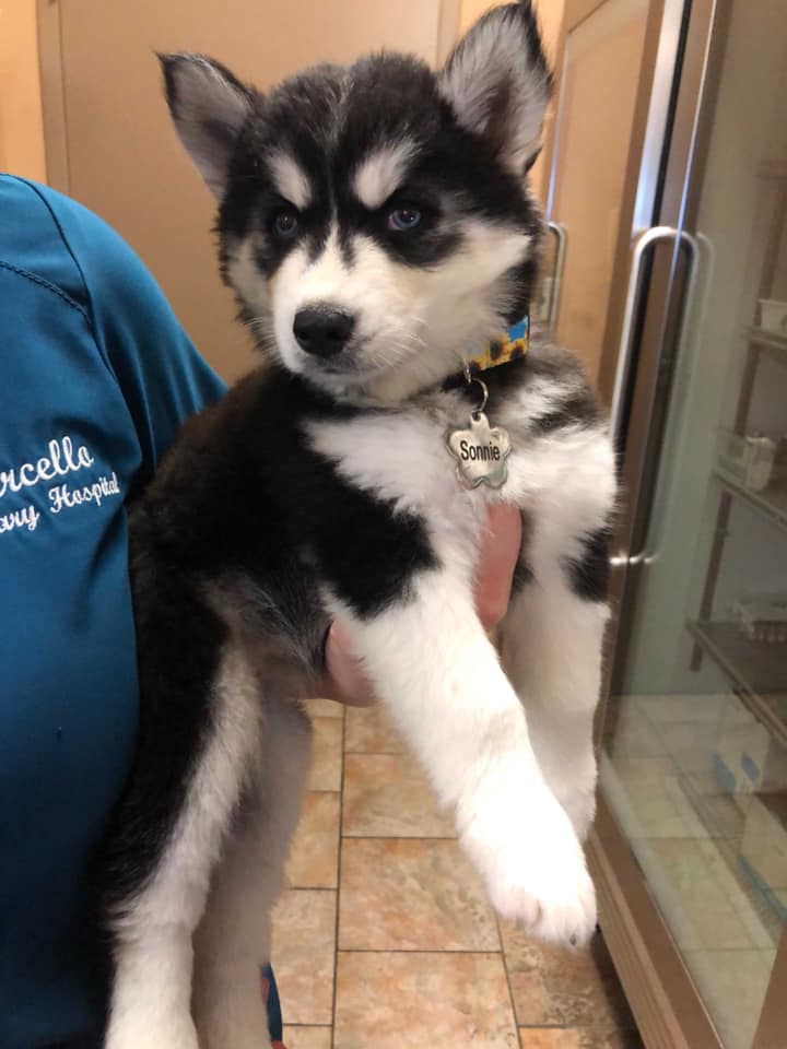 Find Pet Care Information and Veterinarians in Houma, Louisiana