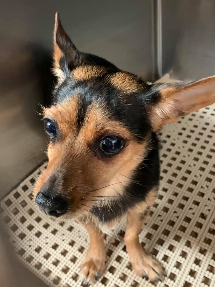 Kees Park Animal Clinic Pineville, LA