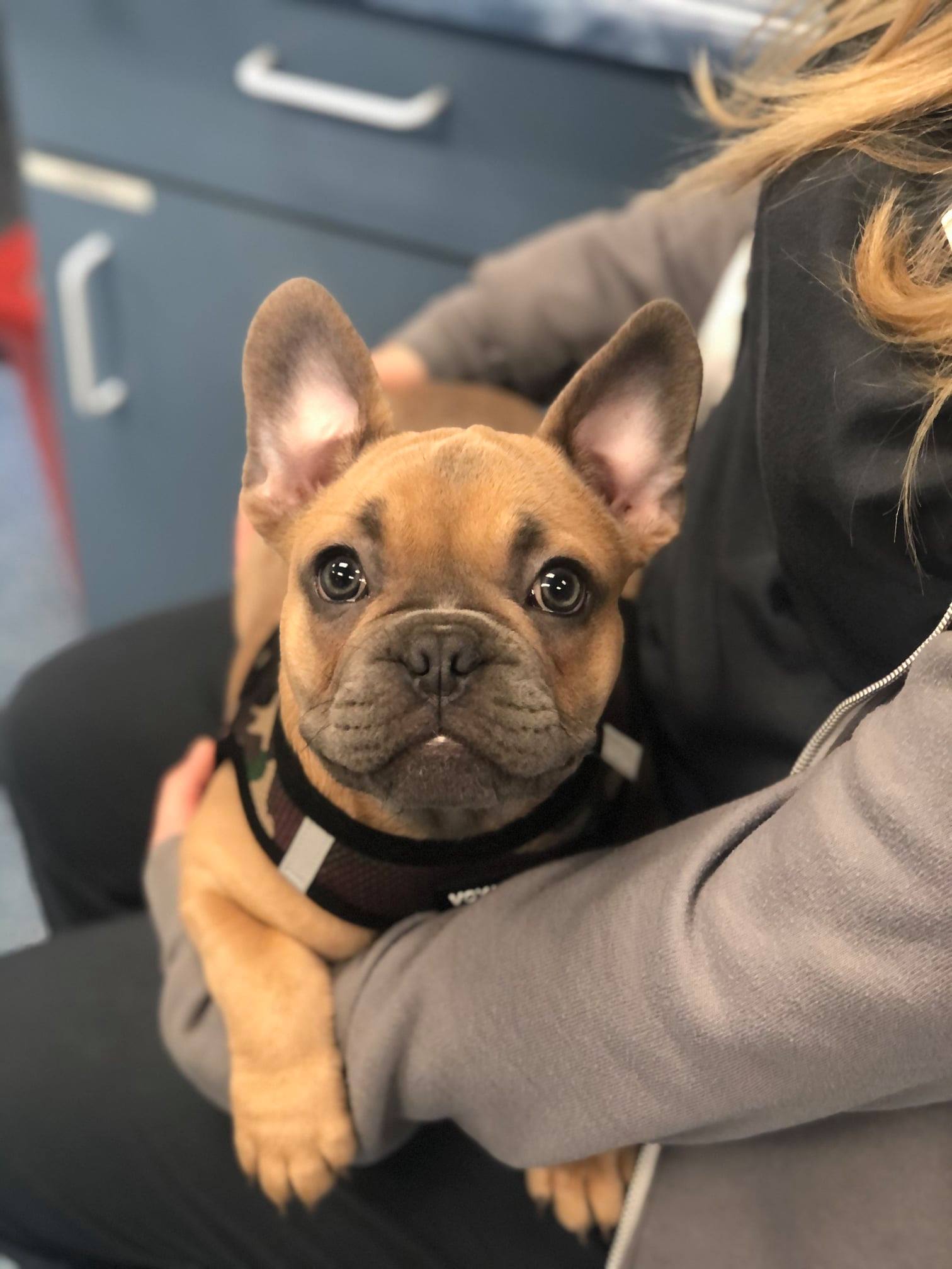 Ayer Animal Medical Center – Ayer, MA Ayer Animal Medical Center – Ayer, MA